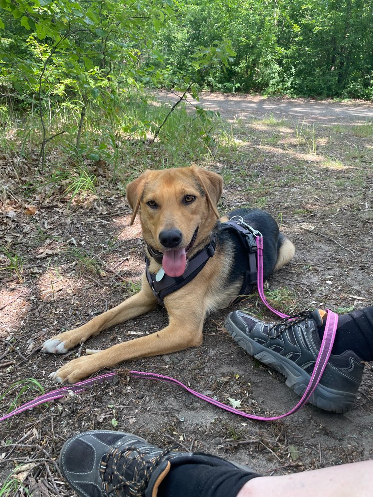 Hundetreffen-Gassirunde in der Umgebung von Erzhausen-Profilbild