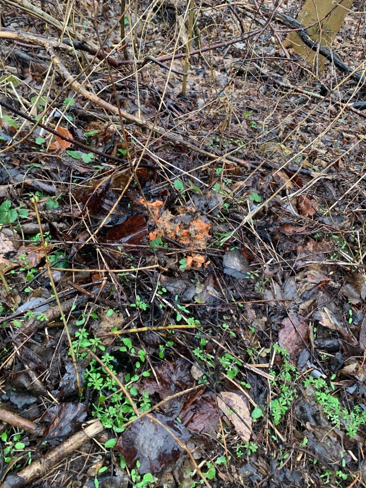 Giftköder-Verdacht auf Giftköder am Waldhügel!!-Profilbild