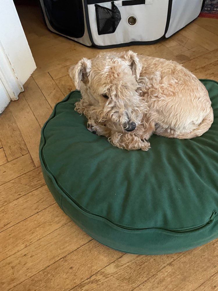 Hundetreffen-Lakeland Terrier-Profilbild