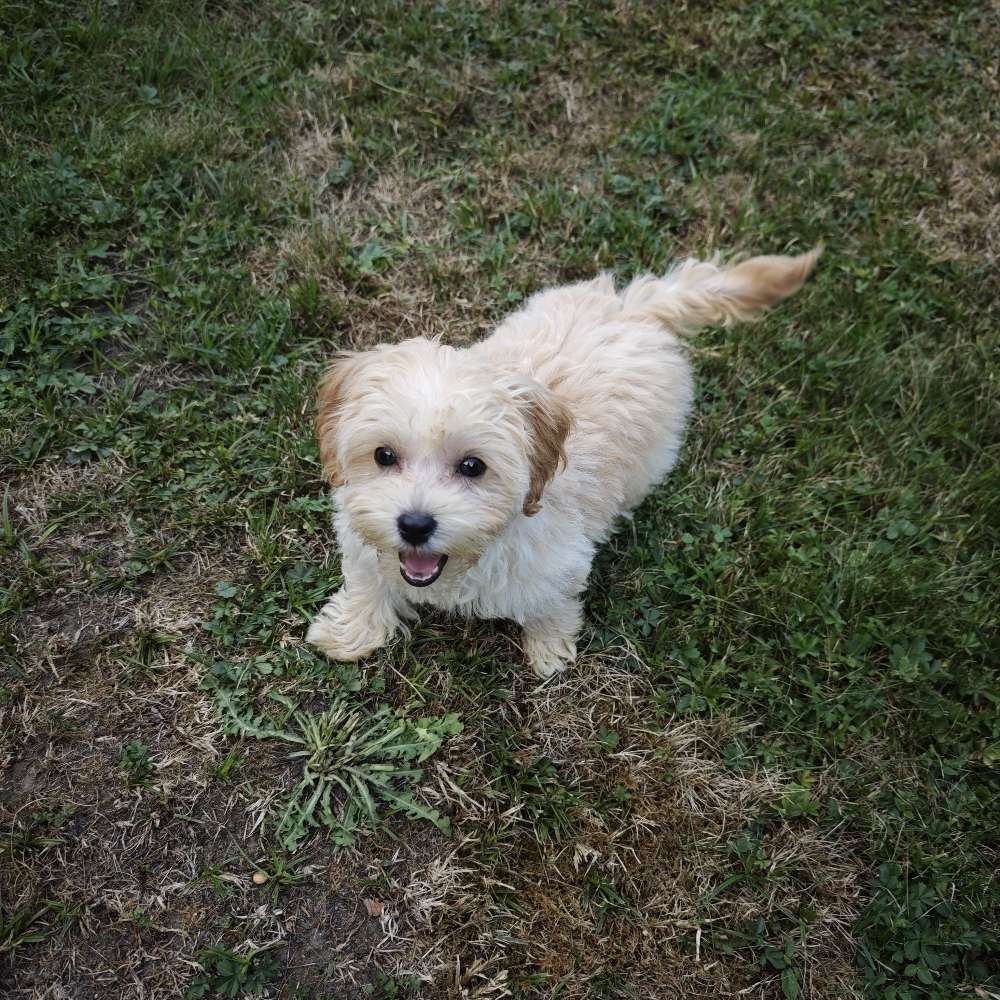 Hundetreffen-Freundliche kleine Hunde zum Spielen für Sunny gesucht-Profilbild