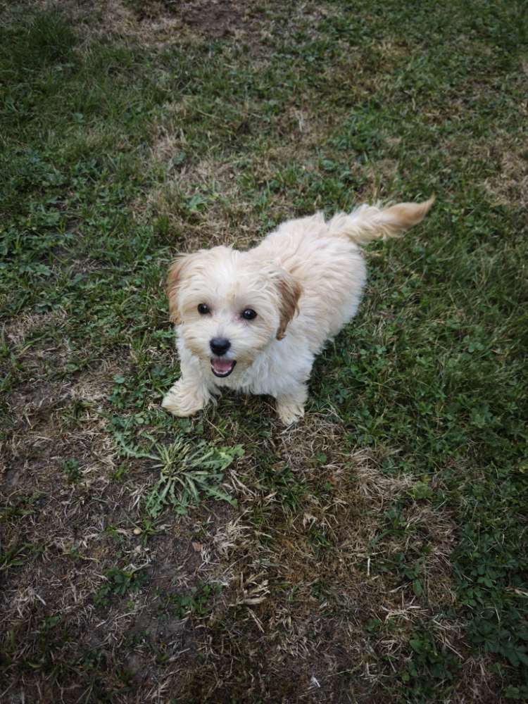 Hundetreffen-Gassi / Spieltreff-Profilbild