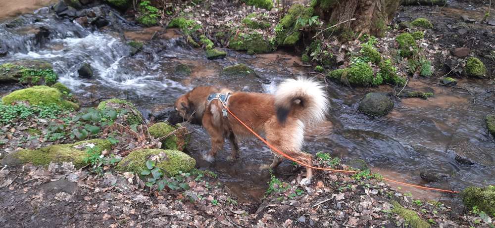 Hundetreffen-Suche Freundin für meinen Hund-Profilbild