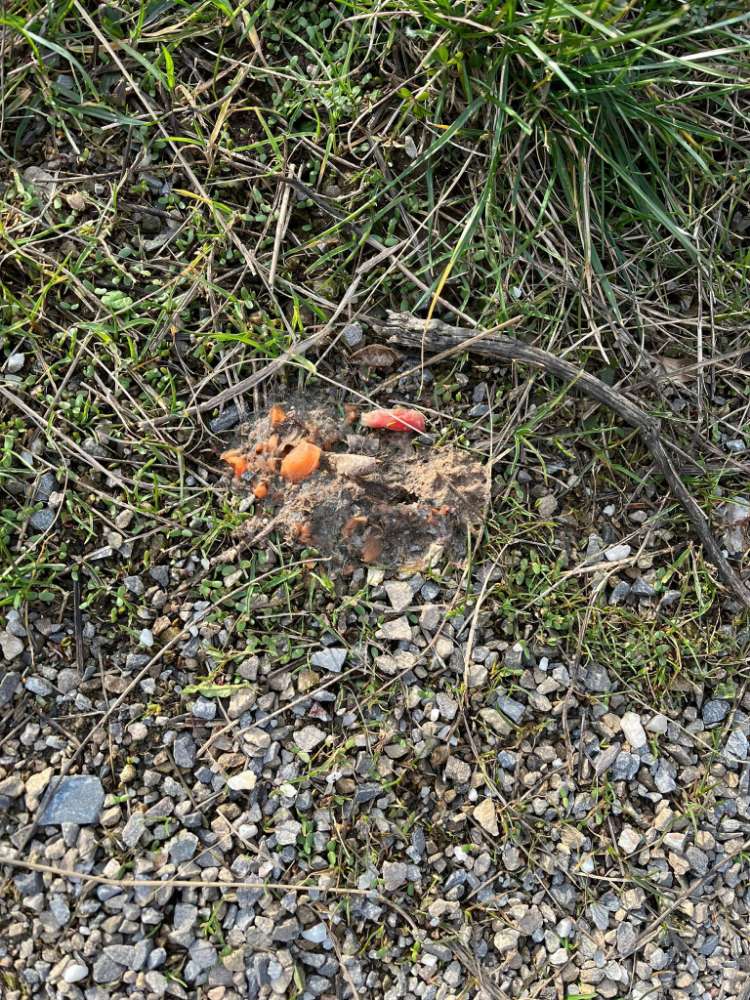 Giftköder-Giftköder-Profilbild