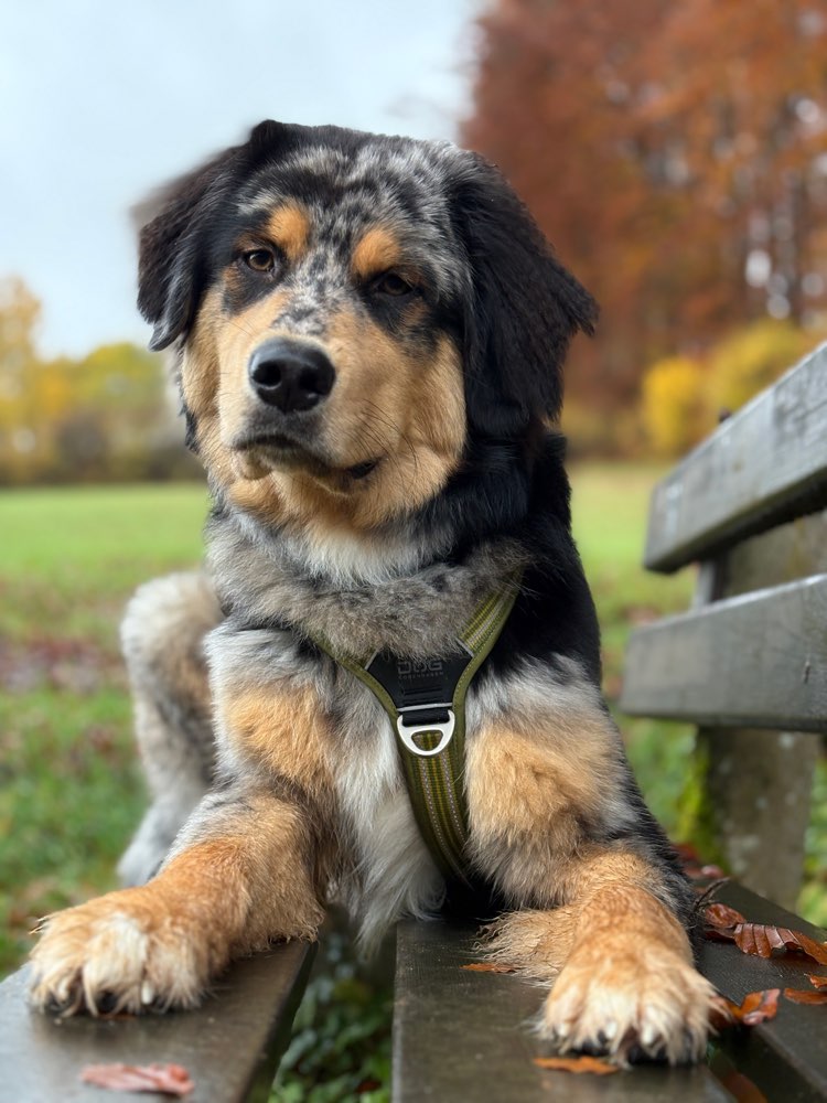 Hundetreffen-Gemeinsames Gassi gehen - Social Walk-Profilbild