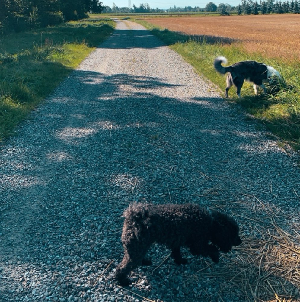 Hundetreffen-SocialWalk (Montag oder Freitagvormittag), gemeinsame Spaziergänge-Profilbild