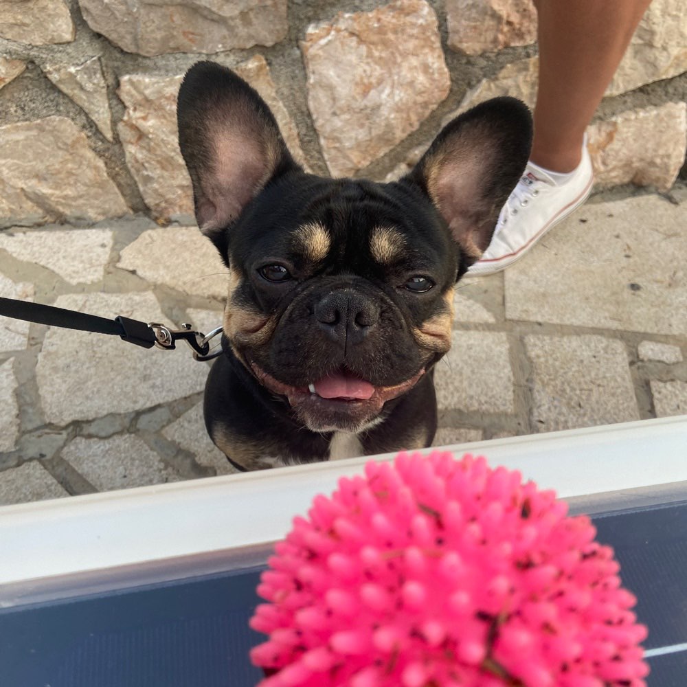 Hundetreffen-Französische Bulldoggen 🐶 zum Spielen/Spaziergang gesucht!-Profilbild