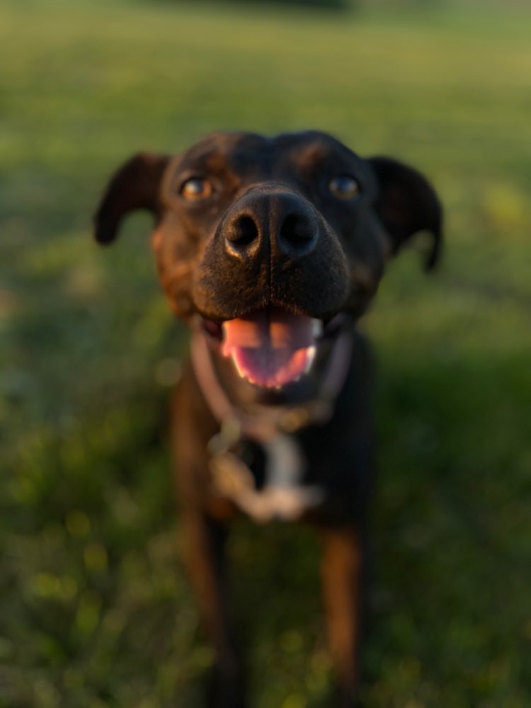 Hundetreffen-Gemeinsames Spielen und Spazieren-Profilbild