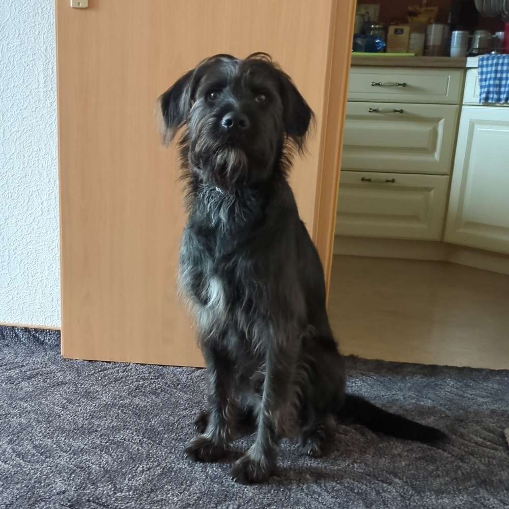 Hundetreffen-Hundefreunde gesucht-Profilbild