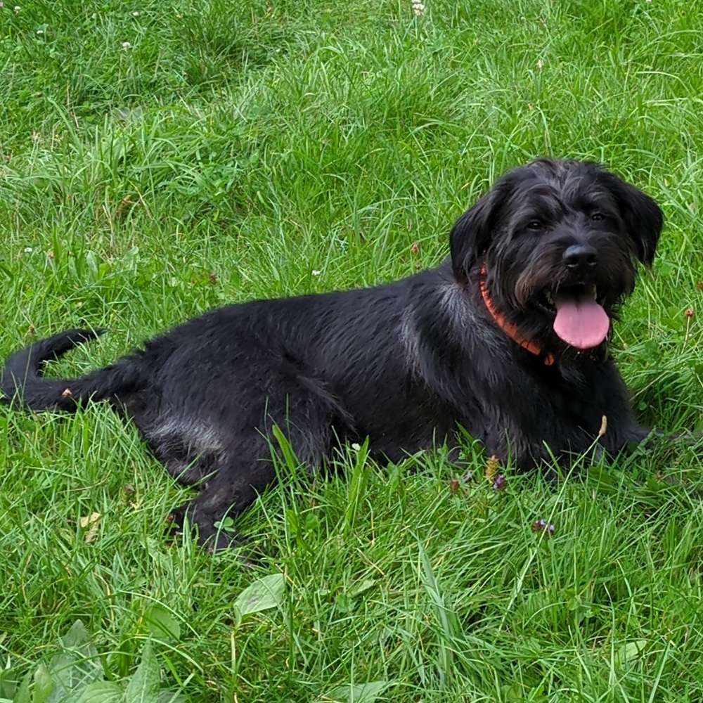 Hundetreffen-Spielfreunde-Profilbild