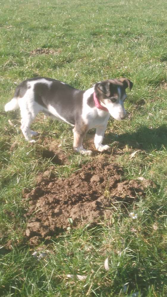 Hundetreffen-Hundetreffen-Profilbild