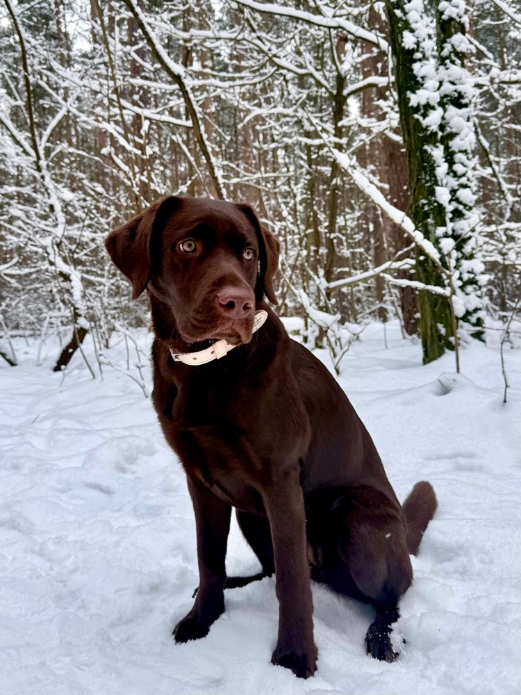 Hundetreffen-Spielen im Garten-Profilbild