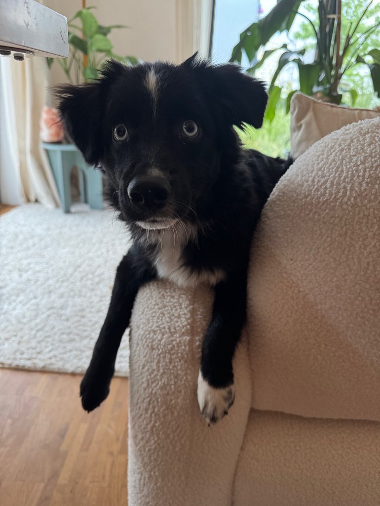 Hundetreffen-6 Monate alter Mini Aussie sucht Spielkameraden-Profilbild