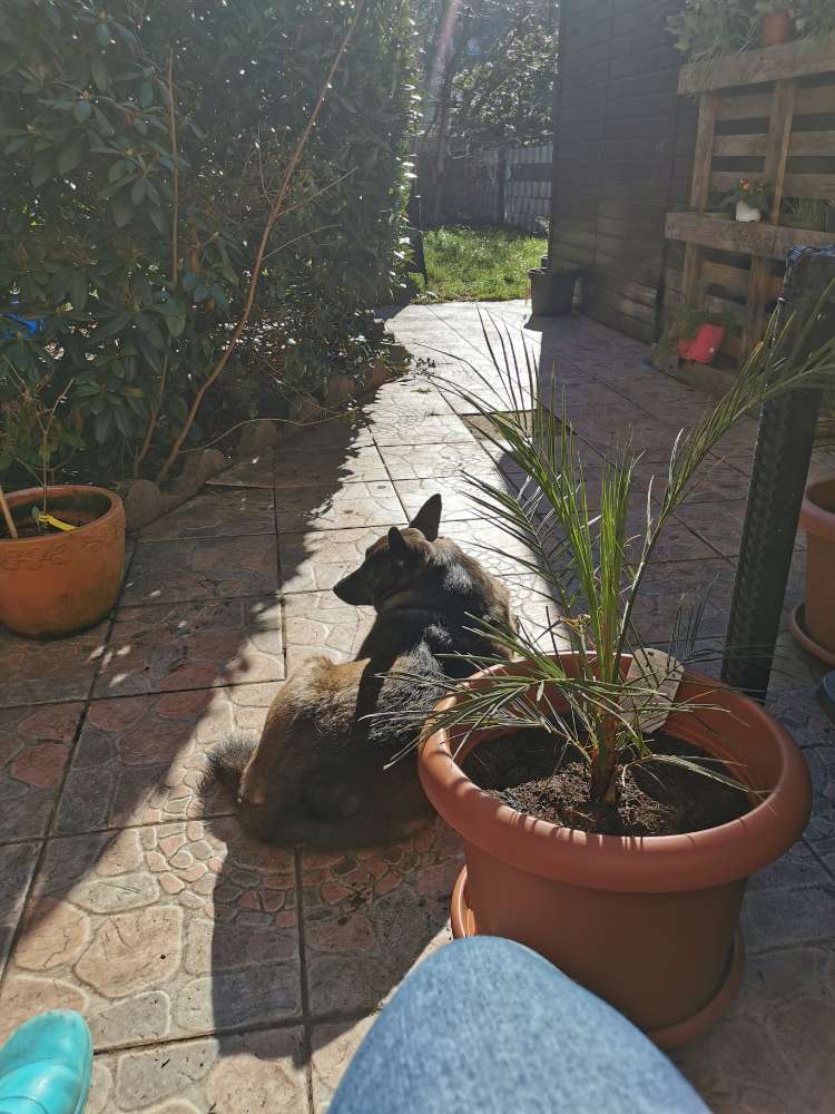 Hundetreffen-Spielen lernen-Profilbild