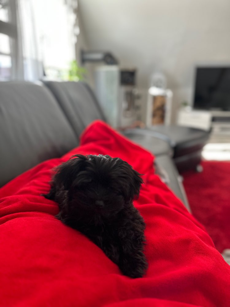 Hundetreffen-Welpen treffen in Selm und Umgebung-Profilbild