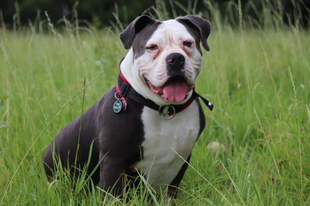 Hundetreffen-Wir suchen treffen zum spielen und kennenlernen-Profilbild