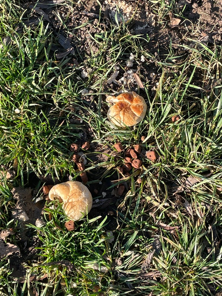 Giftköder-Möglicher Giftköder-Profilbild