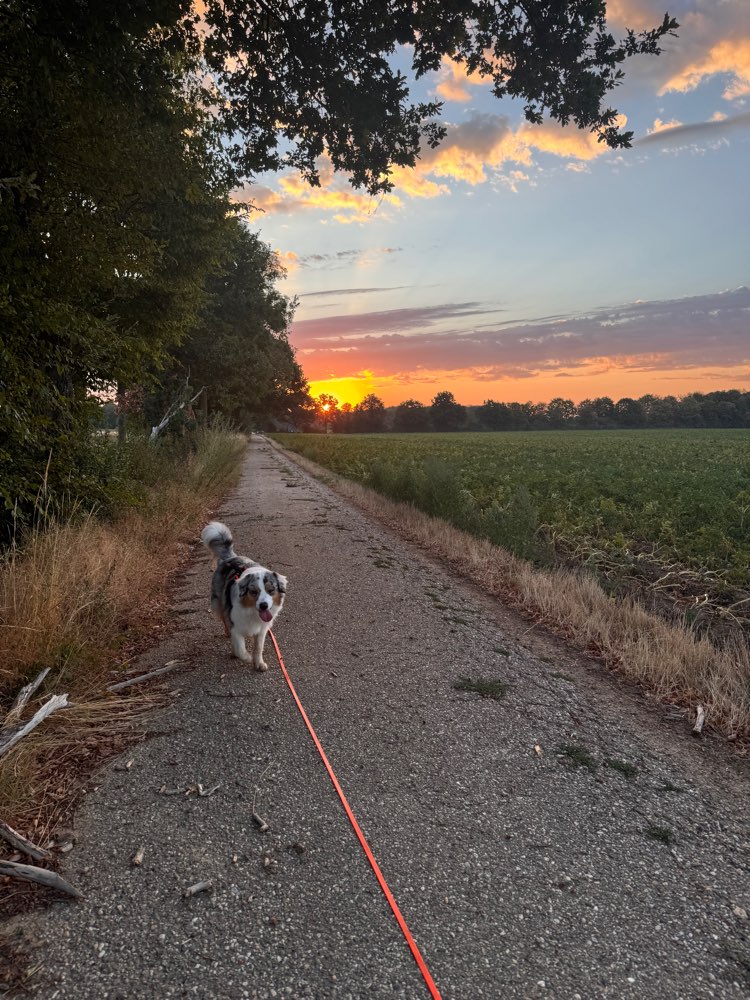 Hundetreffen-🐾Social Walks-Profilbild