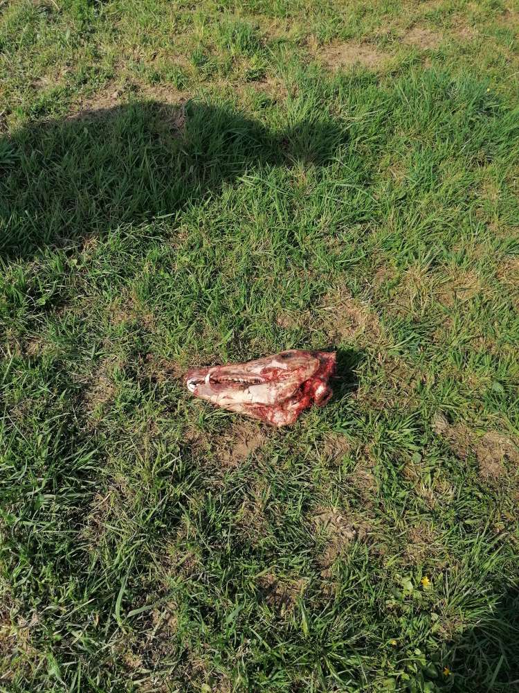 Giftköder-Tierüberreste im Feld-Profilbild