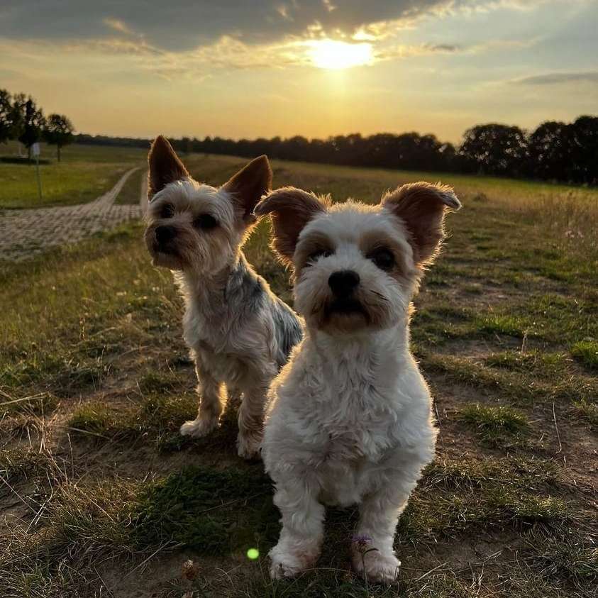 Hundetreffen-OKR - Ortskontrollrunde🤭🐾-Profilbild