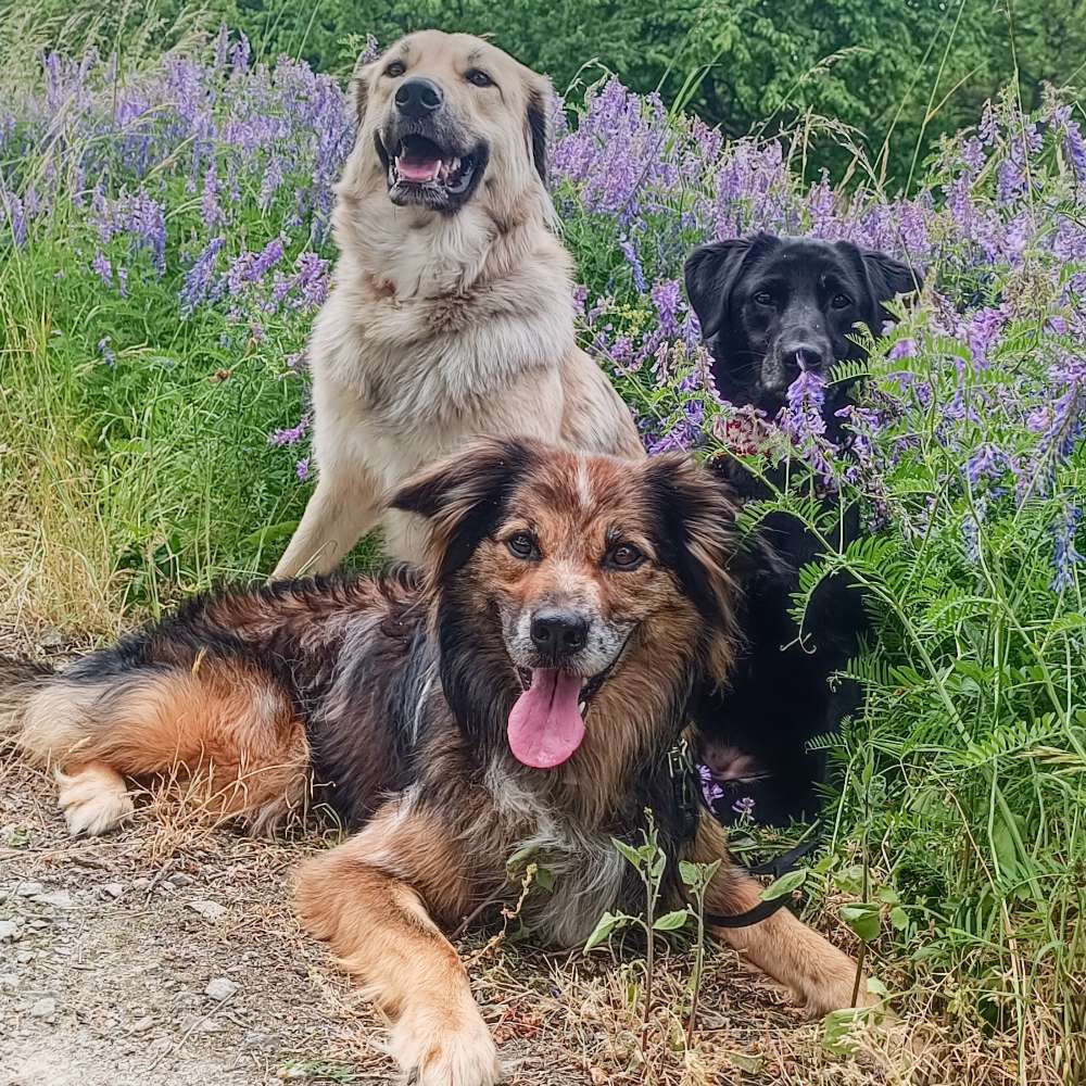 Hundetreffen-Gassirunde oder Social Walk 🐶-Profilbild