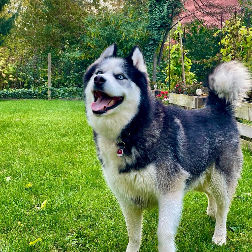 Hundetreffen-Gassi und Spieltreff-Profilbild