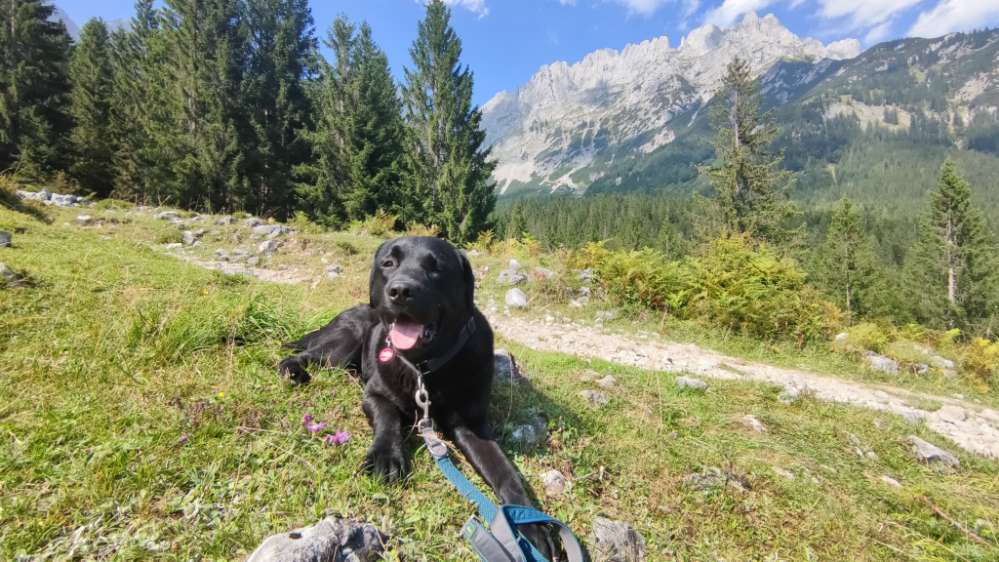 Hundetreffen-Gemeinsam spazieren gegen-Profilbild