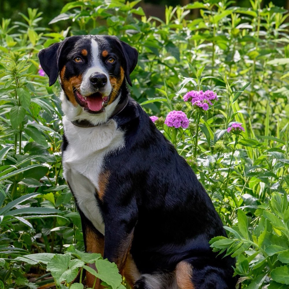 Hundetreffen-Spiel- und Gassitreffen-Profilbild