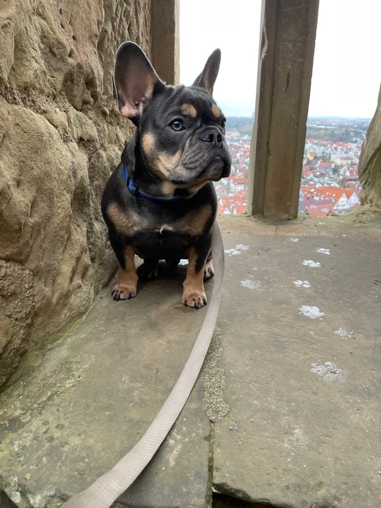 Hundetreffen-Gassi / Spielfreunde gesucht-Profilbild