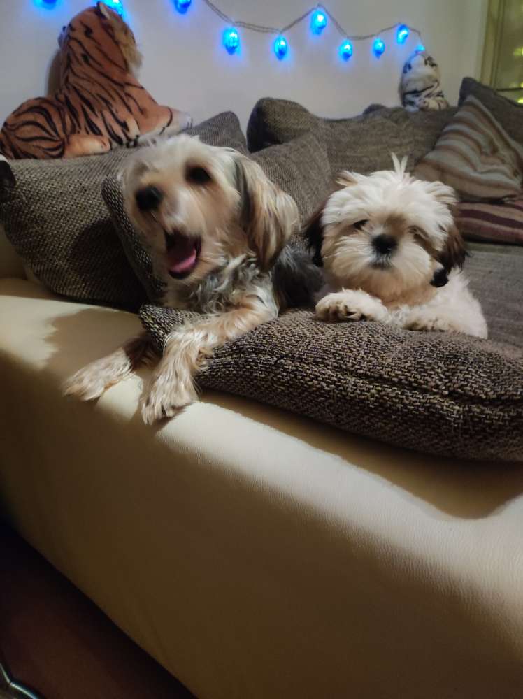 Hundetreffen-Hundetreffen in Oberursel-Profilbild