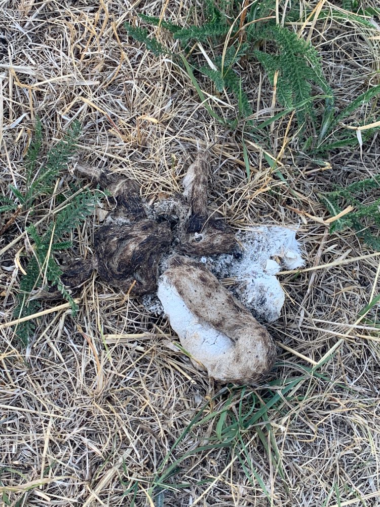 Giftköder-Giftköder-Profilbild