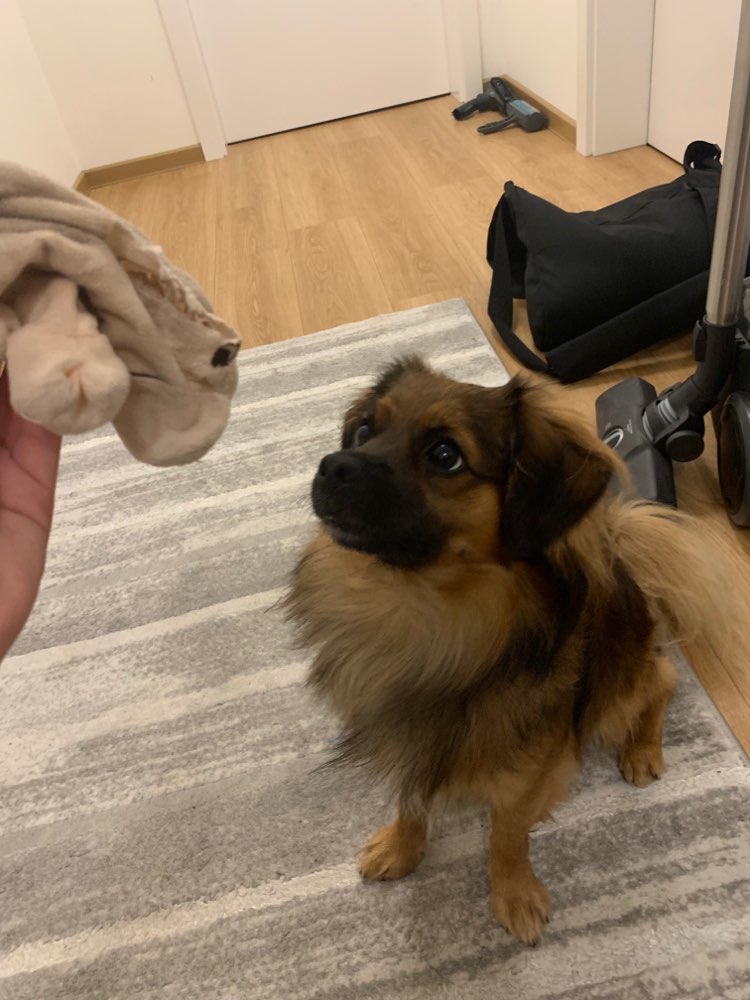 Hundetreffen-Gassi Freund für Brownie gesucht-Profilbild