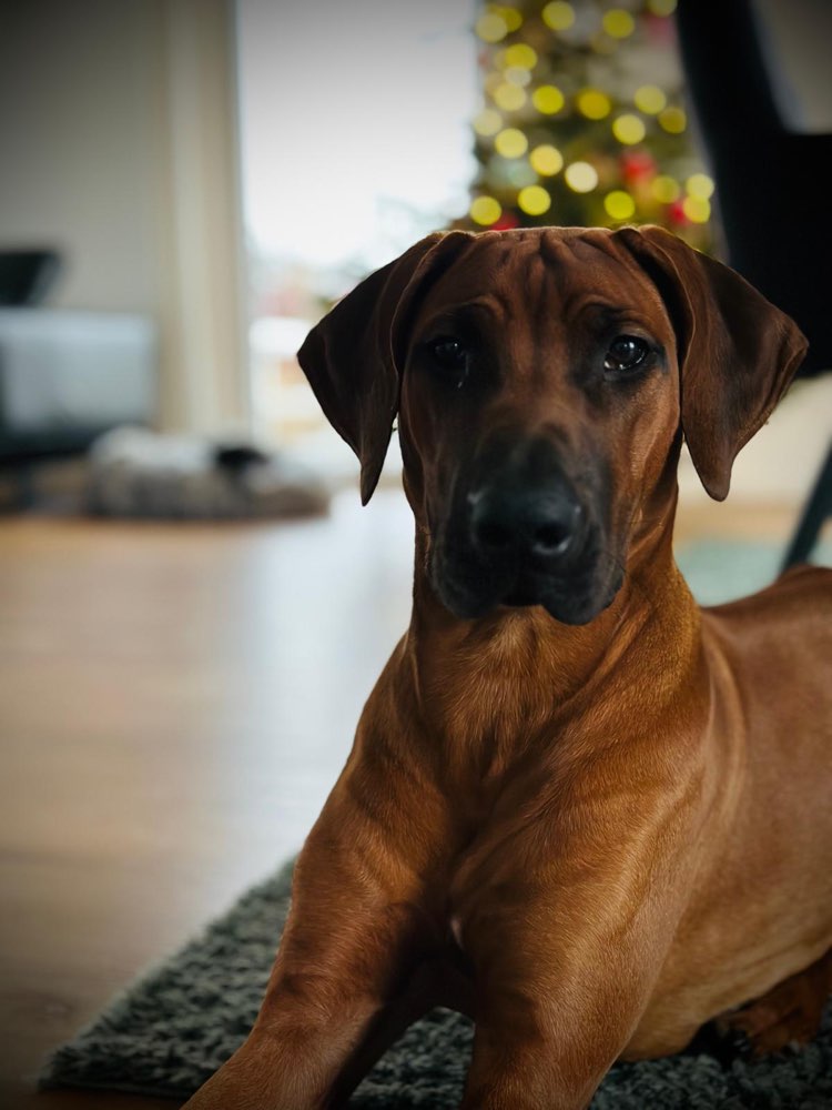 Hundetreffen-Gassi- und/oder Spieltreff gesucht-Profilbild