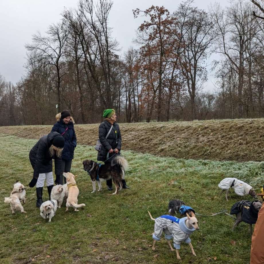 Hundetreffen-Gassitreffen in Landshut-Profilbild
