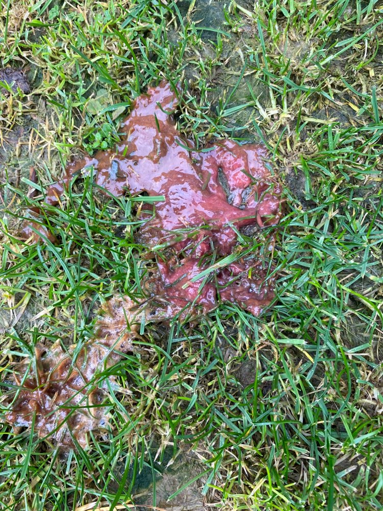 Giftköder-Giftköder-Profilbild