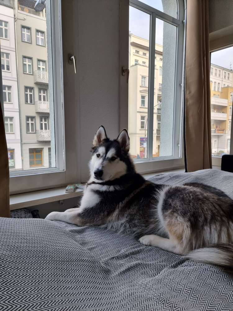 Hundetreffen-Charakterstarker Hund gesucht-Profilbild