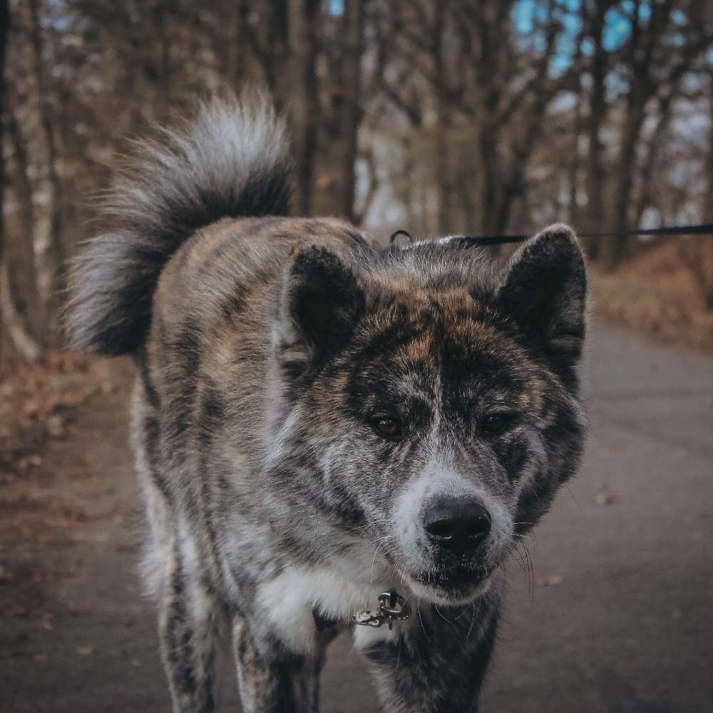 Ersteller:in Wir suchen Hundekumpels für einen Socialwalk 🙋🏼‍♀️ Profilbild