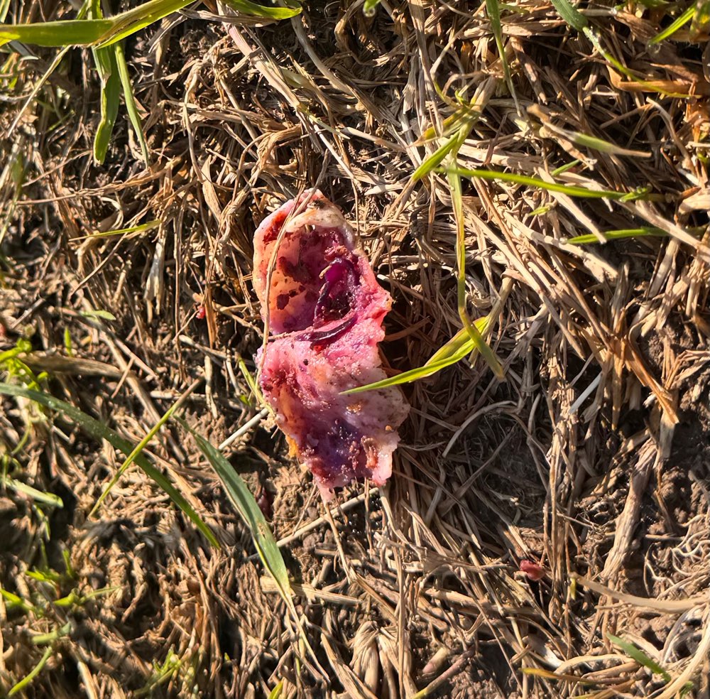 Giftköder-Giftköder !???-Profilbild