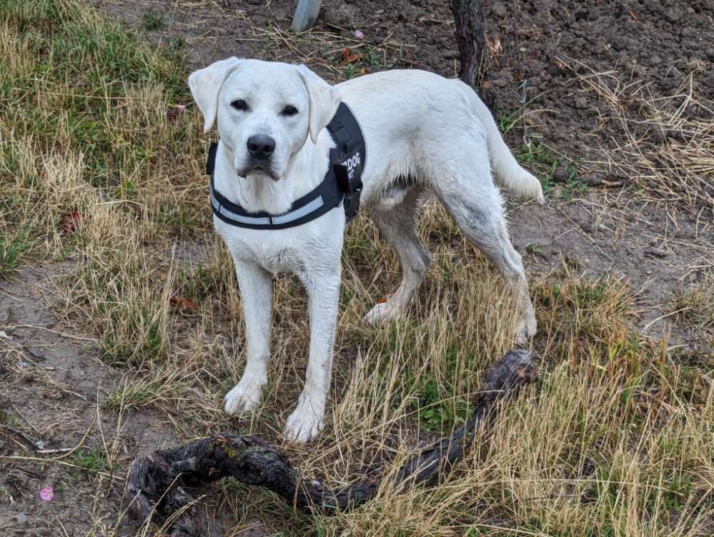 Hundetreffen-Treffen in und um Iphofen-Profilbild