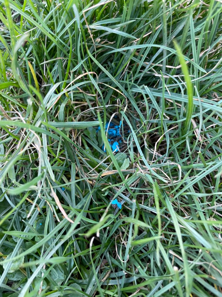 Giftköder-Giftköder (evtl. Blau-/Schneckenkorn)-Profilbild