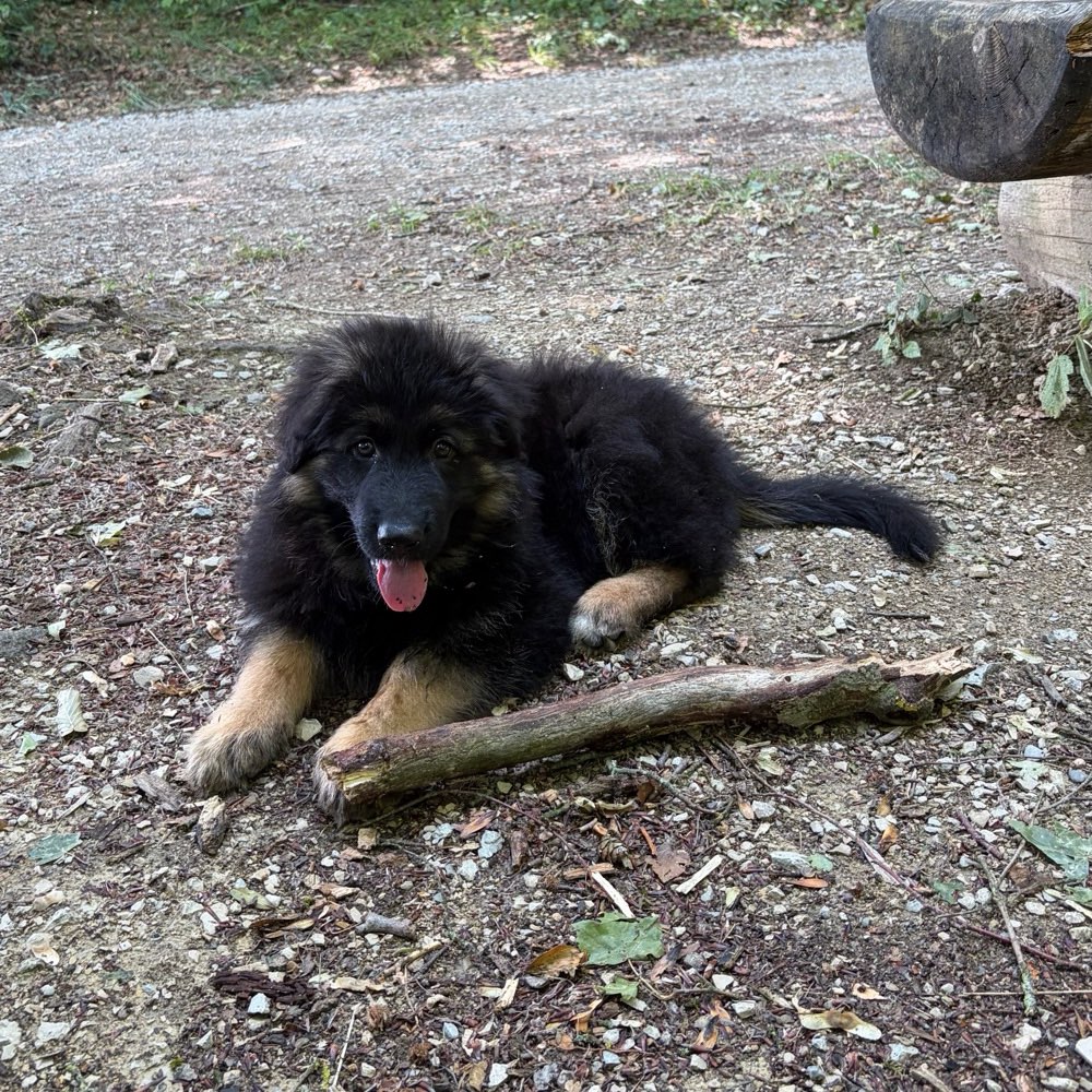 Hundetreffen-Spazieren & Spielen-Profilbild