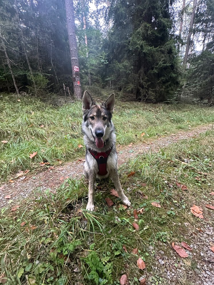 Hundetreffen-Suchen Spielpartner-Profilbild
