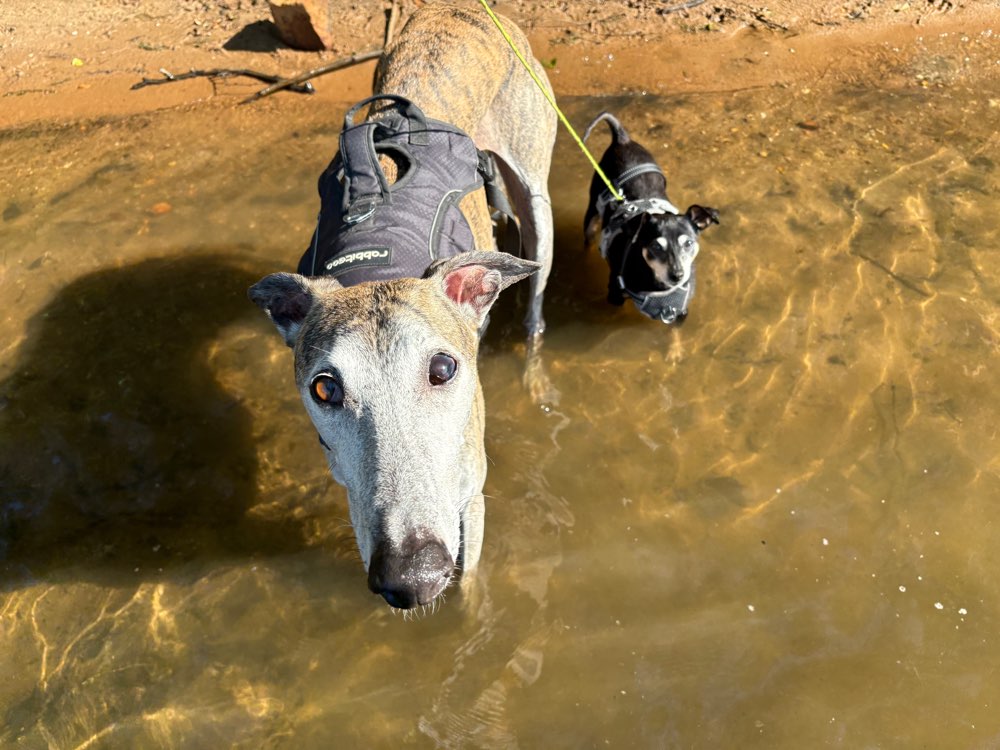 Hundetreffen-Freundinnen für Hund und Mensch gesucht-Profilbild