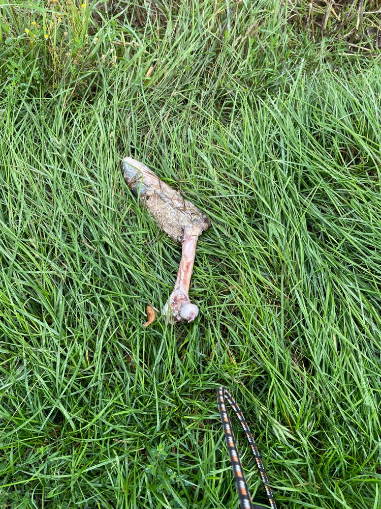 Giftköder-Kadaver-Profilbild