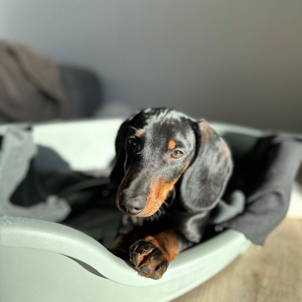 Hundetreffen-Welpentreffen-Profilbild