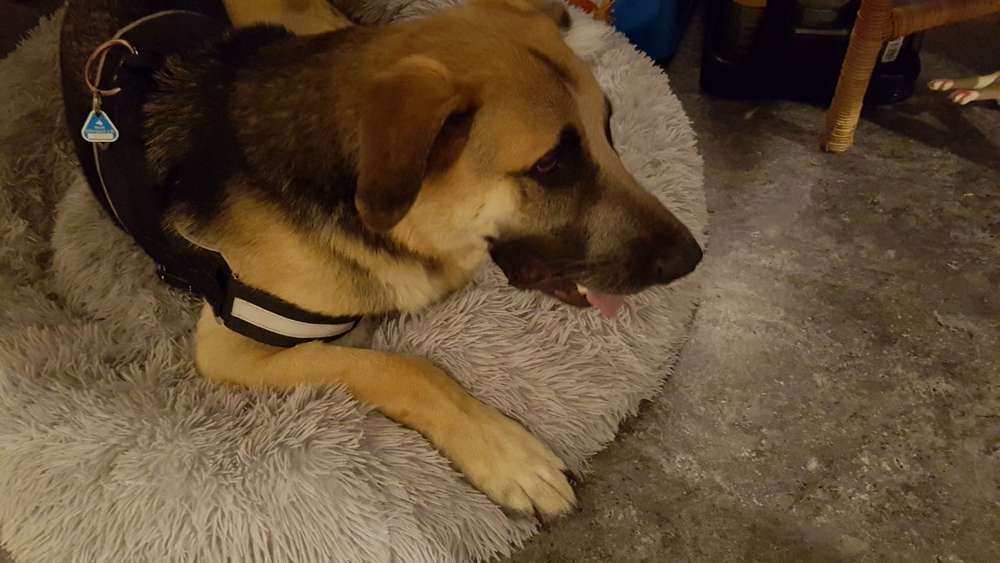 Hundetreffen-Hundewiese Offenbach Bieber-Profilbild