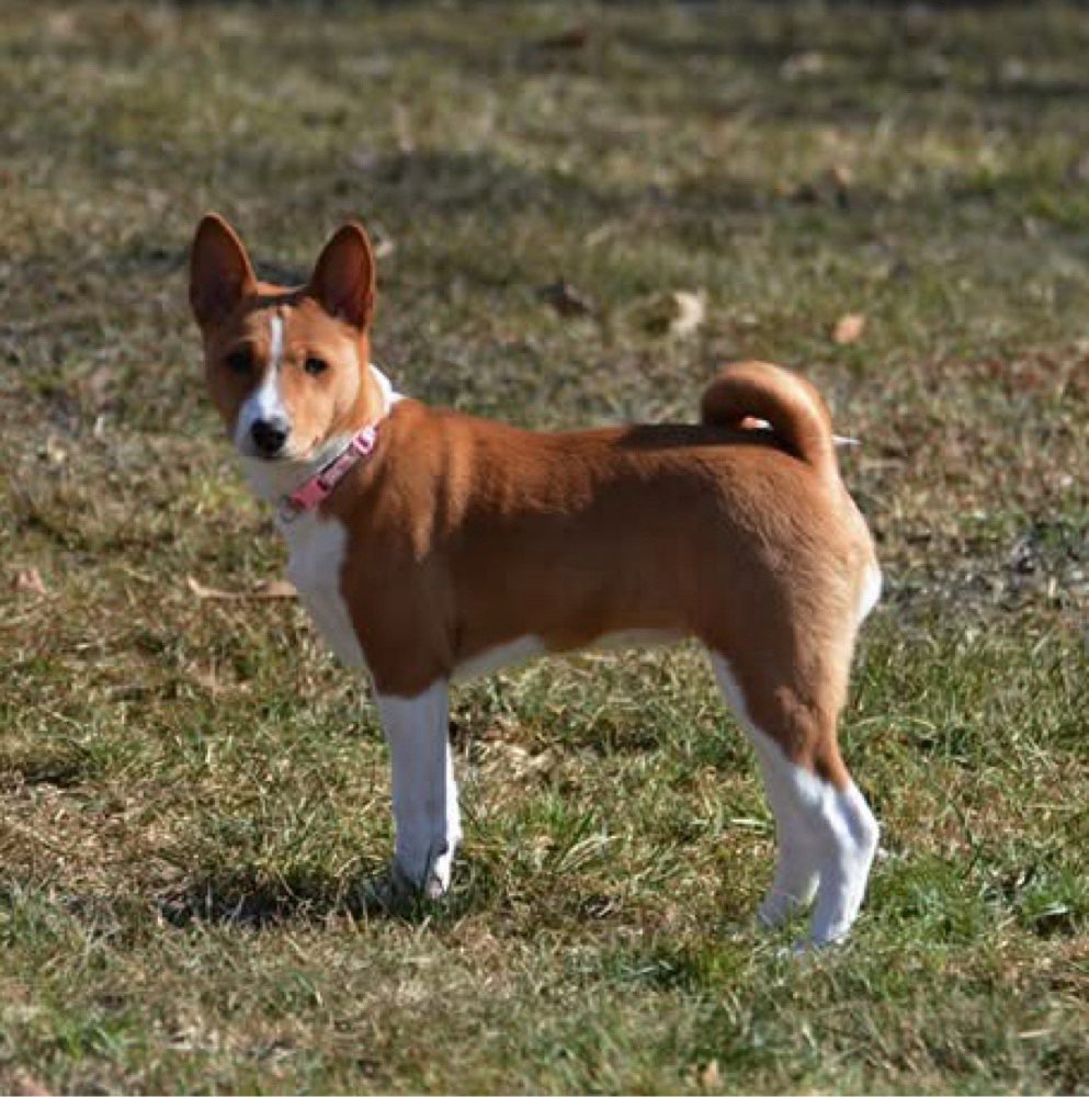 Hundetreffen-New in Berlin — Basenji Puppy Looking for Socialization Buddies-Profilbild