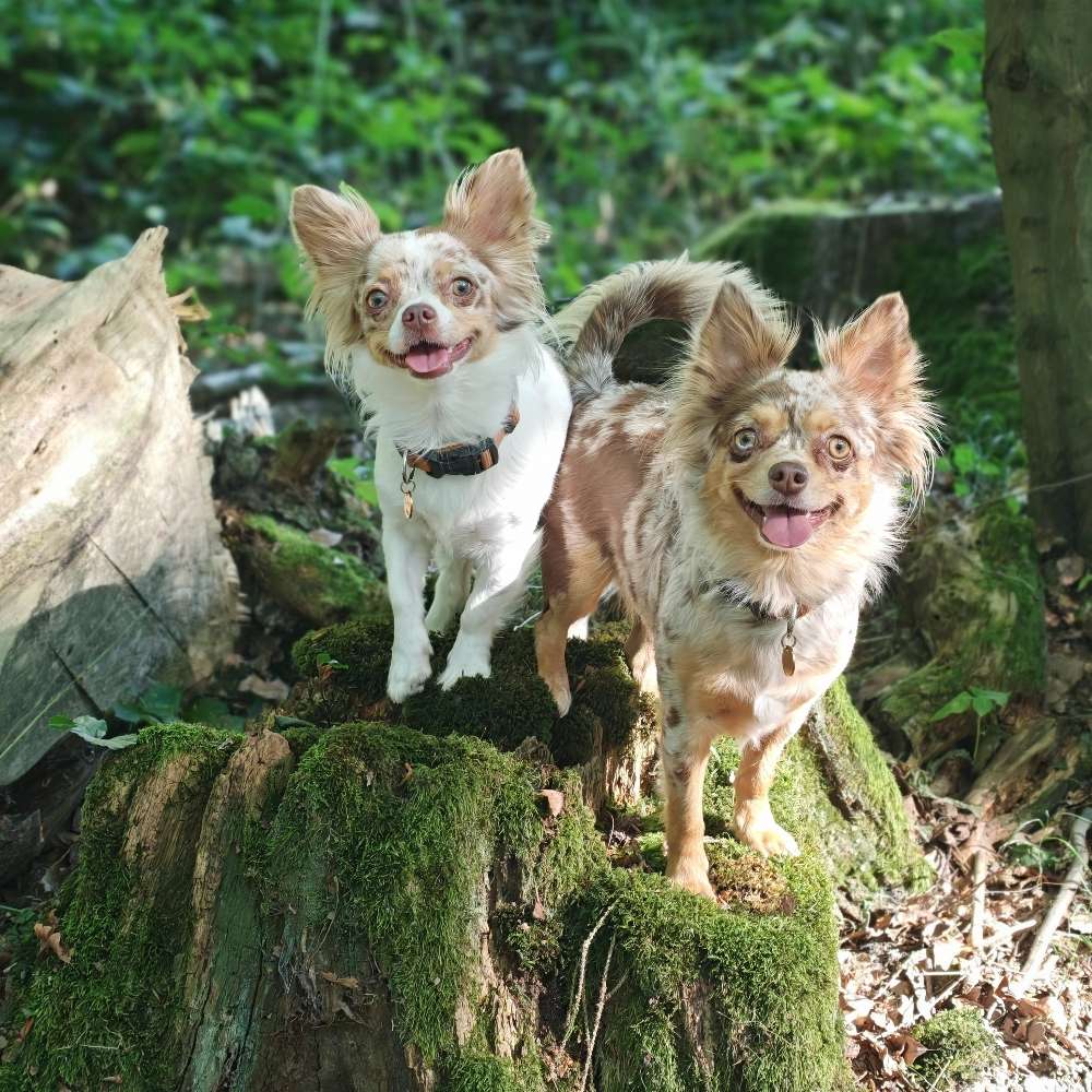 Hundetreffen-Kleinhundegruppe mit Spiel, Spaß und Erziehung im Hundesportverein Remagen-Profilbild