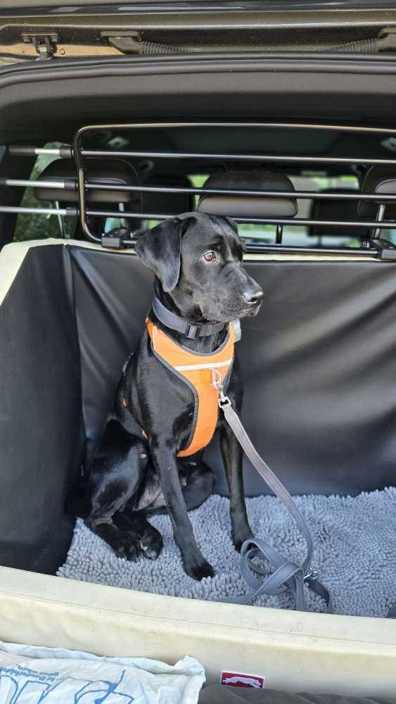 Hundetreffen-Spiele- und Trainingspartner gesucht-Profilbild