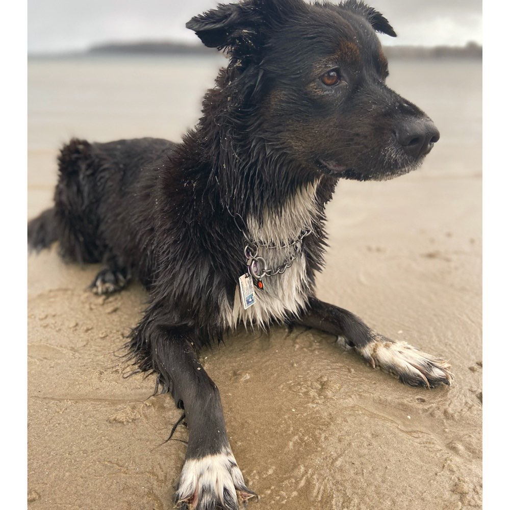 Hundetreffen-Gassirunde-Profilbild