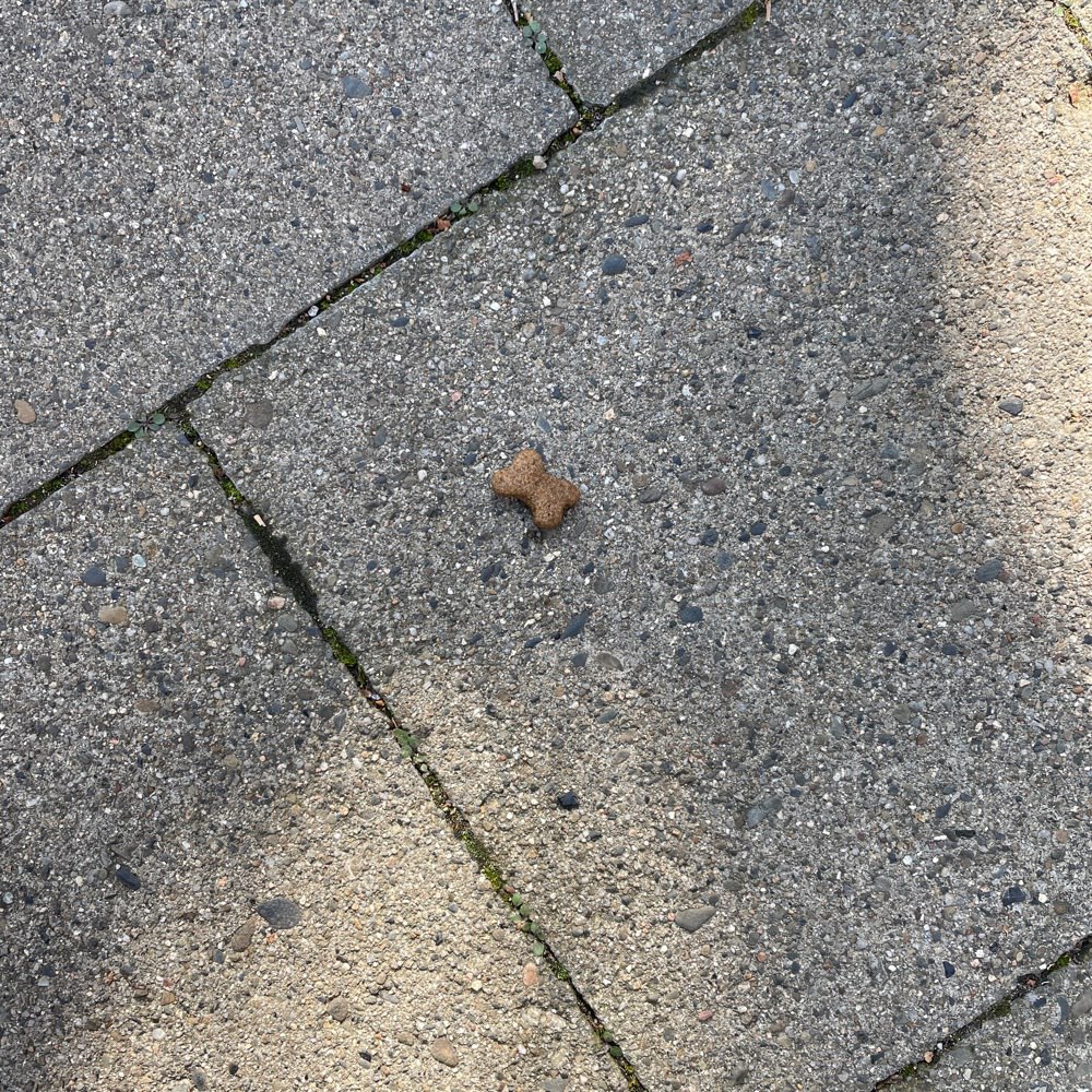 Giftköder-Ausgelegte Leckerlies-Profilbild